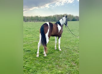 Tennessee walking horse, Caballo castrado, 6 años, 152 cm, Castaño rojizo