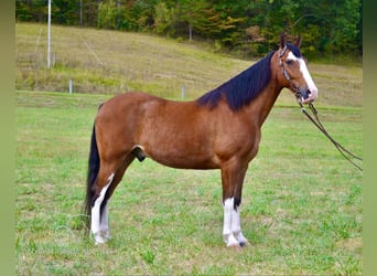 Tennessee walking horse, Caballo castrado, 6 años, 152 cm, Castaño rojizo