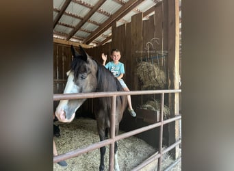 Tennessee walking horse, Caballo castrado, 6 años, 152 cm, Negro