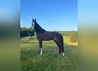 Tennessee walking horse, Caballo castrado, 6 años, 152 cm, Negro