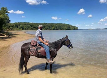 Tennessee walking horse, Caballo castrado, 6 años, 152 cm, Negro