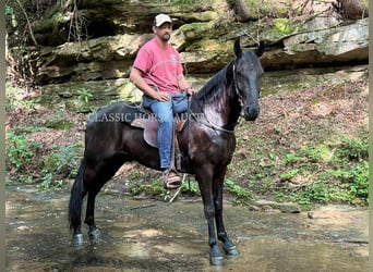 Tennessee walking horse, Caballo castrado, 6 años, 152 cm, Negro