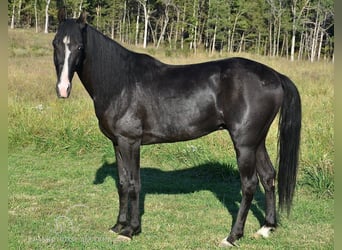 Tennessee walking horse, Caballo castrado, 6 años, 152 cm, Negro