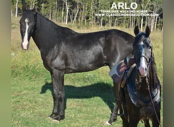 Tennessee walking horse, Caballo castrado, 6 años, 152 cm, Negro