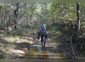 Tennessee walking horse, Caballo castrado, 6 años, 152 cm, Negro