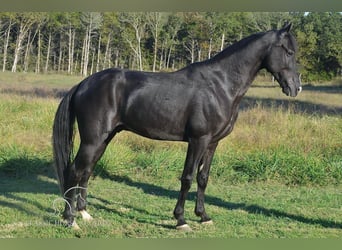 Tennessee walking horse, Caballo castrado, 6 años, 152 cm, Negro