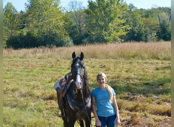 Tennessee walking horse, Caballo castrado, 6 años, 152 cm, Negro