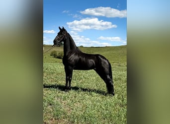 Tennessee walking horse, Caballo castrado, 6 años, 152 cm, Negro