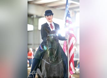 Tennessee walking horse, Caballo castrado, 6 años, 152 cm, Negro