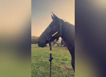 Tennessee walking horse, Caballo castrado, 6 años, 152 cm, Negro