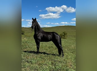 Tennessee walking horse, Caballo castrado, 6 años, 152 cm, Negro