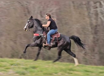 Tennessee walking horse, Caballo castrado, 6 años, 152 cm, Negro