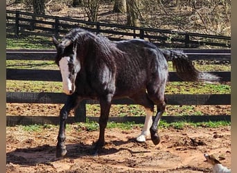 Tennessee walking horse, Caballo castrado, 6 años, 152 cm, Negro