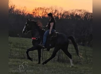 Tennessee walking horse, Caballo castrado, 6 años, 152 cm, Negro