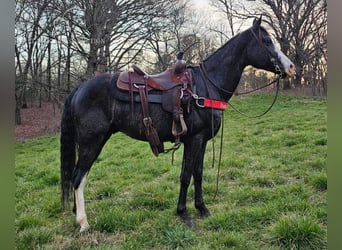 Tennessee walking horse, Caballo castrado, 6 años, 152 cm, Negro