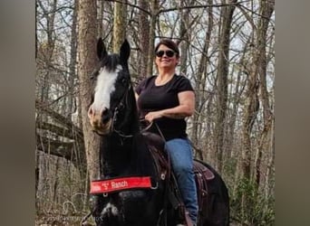 Tennessee walking horse, Caballo castrado, 6 años, 152 cm, Negro