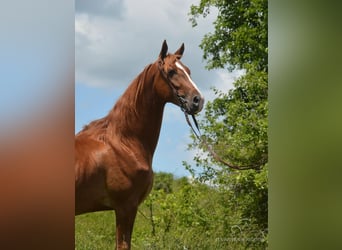 Tennessee walking horse, Caballo castrado, 6 años, 152 cm, Palomino