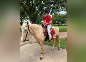 Tennessee walking horse, Caballo castrado, 6 años, 152 cm, Palomino