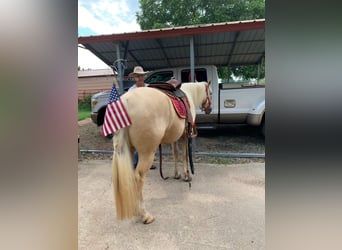 Tennessee walking horse, Caballo castrado, 6 años, 152 cm, Palomino