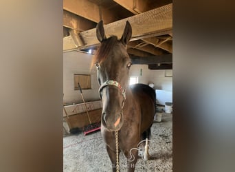 Tennessee walking horse, Caballo castrado, 6 años, 152 cm, Tobiano-todas las-capas