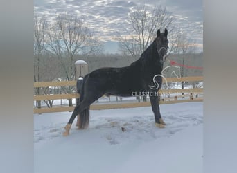 Tennessee walking horse, Caballo castrado, 6 años, 152 cm, Tobiano-todas las-capas