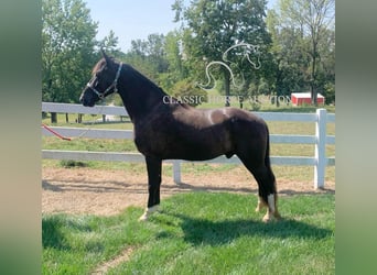 Tennessee walking horse, Caballo castrado, 6 años, 152 cm, Tobiano-todas las-capas