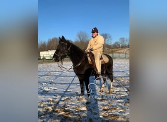 Tennessee walking horse, Caballo castrado, 6 años, 152 cm, Tobiano-todas las-capas