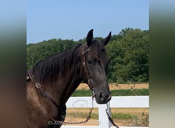 Tennessee walking horse, Caballo castrado, 6 años, 152 cm, Tobiano-todas las-capas