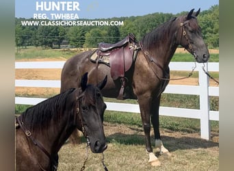 Tennessee walking horse, Caballo castrado, 6 años, 152 cm, Tobiano-todas las-capas