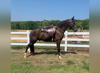 Tennessee walking horse, Caballo castrado, 6 años, 152 cm, Tobiano-todas las-capas