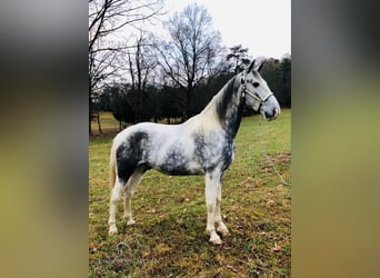 Tennessee walking horse, Caballo castrado, 6 años, 152 cm, Tordo