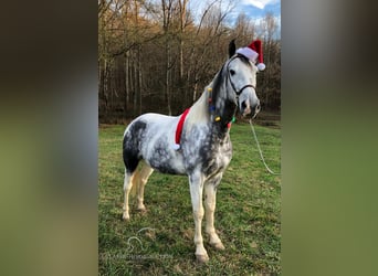 Tennessee walking horse, Caballo castrado, 6 años, 152 cm, Tordo