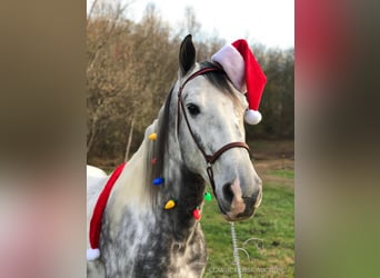 Tennessee walking horse, Caballo castrado, 6 años, 152 cm, Tordo