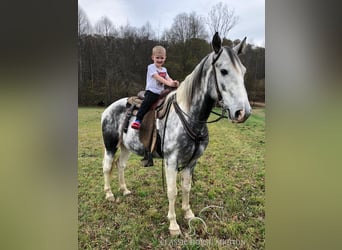 Tennessee walking horse, Caballo castrado, 6 años, 152 cm, Tordo