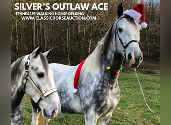 Tennessee walking horse, Caballo castrado, 6 años, 152 cm, Tordo