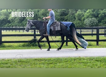 Tennessee walking horse, Caballo castrado, 6 años, 152 cm, Tordo