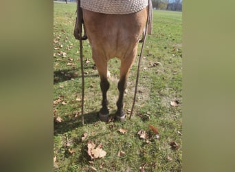 Tennessee walking horse, Caballo castrado, 6 años, 155 cm, Buckskin/Bayo