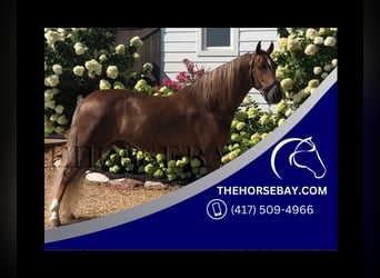 Tennessee walking horse, Caballo castrado, 6 años, 157 cm, Alazán rojizo