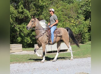 Tennessee walking horse, Caballo castrado, 6 años, 160 cm, Tobiano-todas las-capas