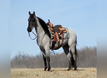 Tennessee walking horse, Caballo castrado, 6 años, 163 cm, Ruano azulado