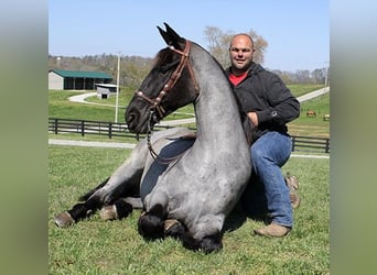 Tennessee walking horse, Caballo castrado, 6 años, 163 cm, Ruano azulado