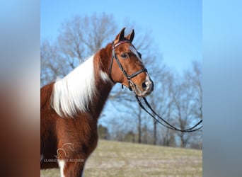 Tennessee walking horse, Caballo castrado, 7 años, 142 cm, Tobiano-todas las-capas