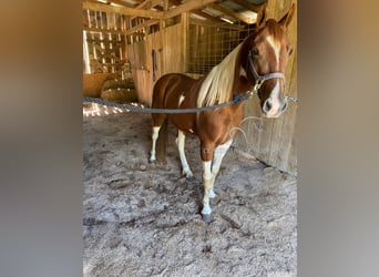 Tennessee walking horse, Caballo castrado, 7 años, 142 cm, Tobiano-todas las-capas