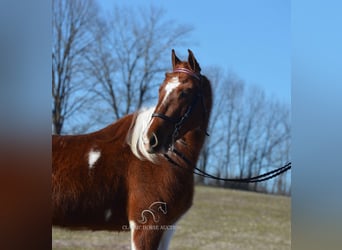 Tennessee walking horse, Caballo castrado, 7 años, 142 cm, Tobiano-todas las-capas