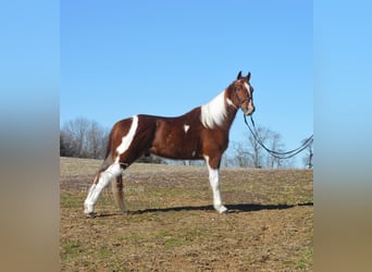 Tennessee walking horse, Caballo castrado, 7 años, 142 cm, Tobiano-todas las-capas