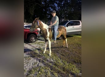 Tennessee walking horse, Caballo castrado, 7 años, 142 cm, Tobiano-todas las-capas