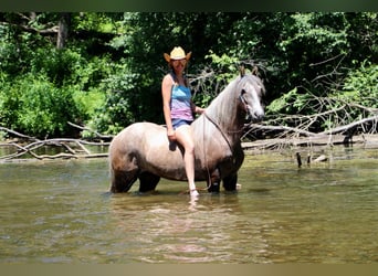 Tennessee walking horse, Caballo castrado, 7 años, 147 cm, Castaño rojizo