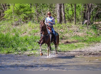 Tennessee walking horse, Caballo castrado, 7 años, 150 cm, Tobiano-todas las-capas