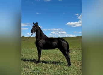 Tennessee walking horse, Caballo castrado, 7 años, 152 cm, Negro