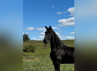 Tennessee walking horse, Caballo castrado, 7 años, 152 cm, Negro